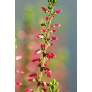 Bruyère d'été 'angie' taille du pot -