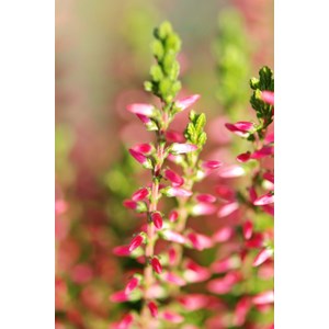 Bruyère d'été 'angie' taille du pot -