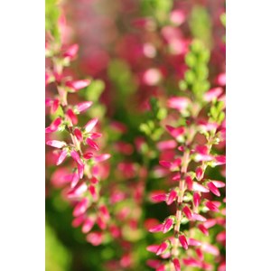 Bruyère d'été 'angie' taille du pot -