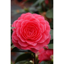 Camélia 'elizabeth weaver ' taille du p