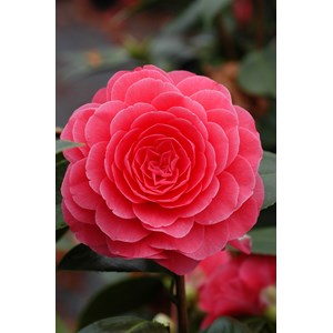 Camélia 'elizabeth weaver ' taille du pot - en pot de 1 litre