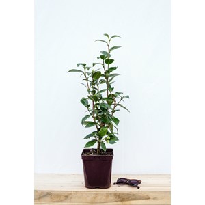 Camélia 'elizabeth weaver ' taille du p