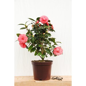 Camélia 'elizabeth weaver ' taille du p