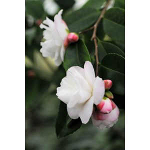 Camélia 'cinnamon cindy ' taille du pot - en pot de 7.5 litres