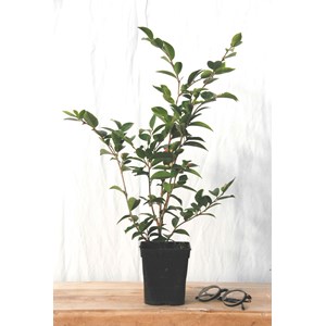Camélia 'cinnamon cindy ' taille du pot
