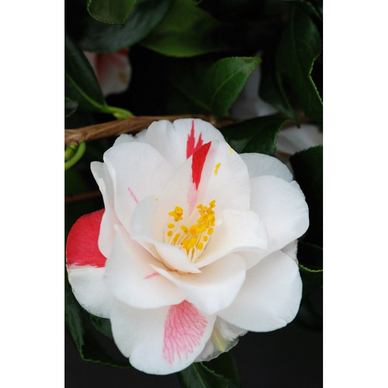 Roué Pépinières - Camélia 'lady vansittart' taille du pot