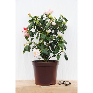Camélia 'lady vansittart' taille du pot