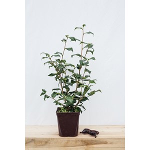 Camélia 'lady vansittart' taille du pot