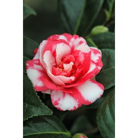 Camélia 'kasuga yama' taille du pot - e