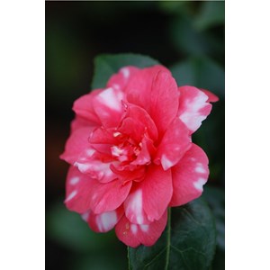 Camélia 'kasuga yama' taille du pot - e