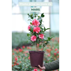 Camélia 'kasuga yama' taille du pot - e