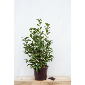 Camélia 'kasuga yama' taille du pot - e