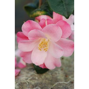 Camelia 'la psalette' taille du pot - en
