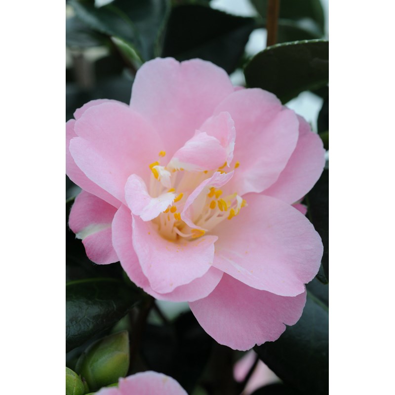 Roué Pépinières - Camelia 'la psalette' taille du pot - en pot de 4 litres (hauteur 40&nbsp;50 cm)