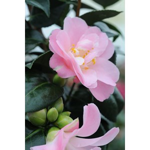 Camelia 'la psalette' taille du pot - en