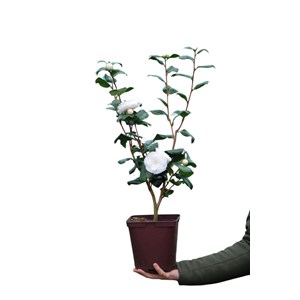 Camélia 'nuccio's gem' taille du pot -