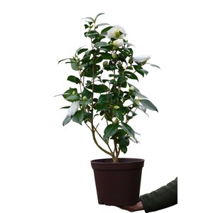 Camélia 'nuccio's gem' taille du pot -