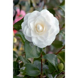 Camélia 'nuccio's gem' taille du pot -