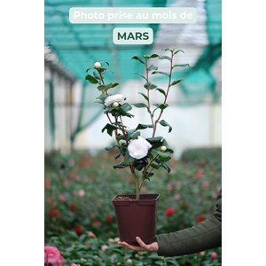 Camélia 'nuccio's gem' taille du pot -