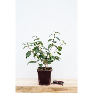 Camélia 'nuccio's gem' taille du pot -