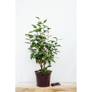 Camélia 'nuccio's gem' taille du pot -