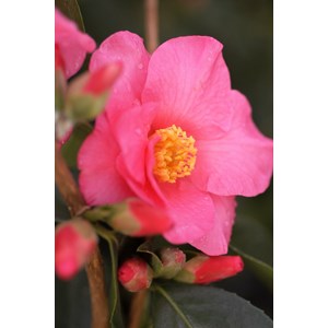 Camélia 'red candles' taille du pot - e