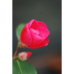 Camélia 'red candles' taille du pot - e