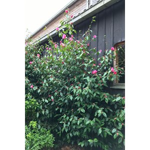 Camélia 'red candles' taille du pot - e