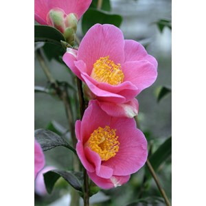 Camélia 'red candles' taille du pot - en pot de 4 litres (hauteur 40&nbsp;50 cm)