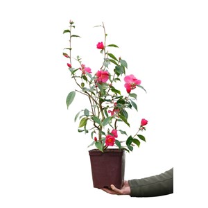 Camélia 'red candles' taille du pot - e
