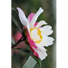 Camélia 'susan' taille du pot - en pot