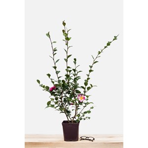Camélia 'susan' taille du pot - en pot