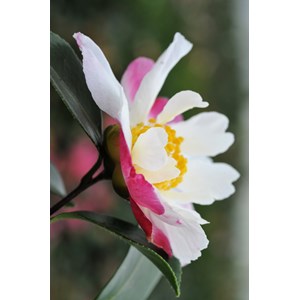 Camélia 'susan' taille du pot - en pot