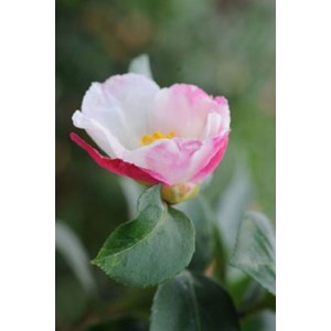 Camélia 'susan' taille du pot - en pot