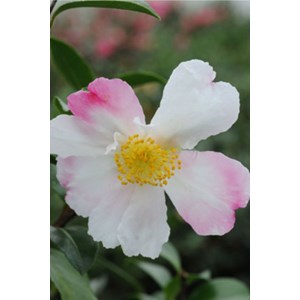 Camélia 'susan' taille du pot - en pot