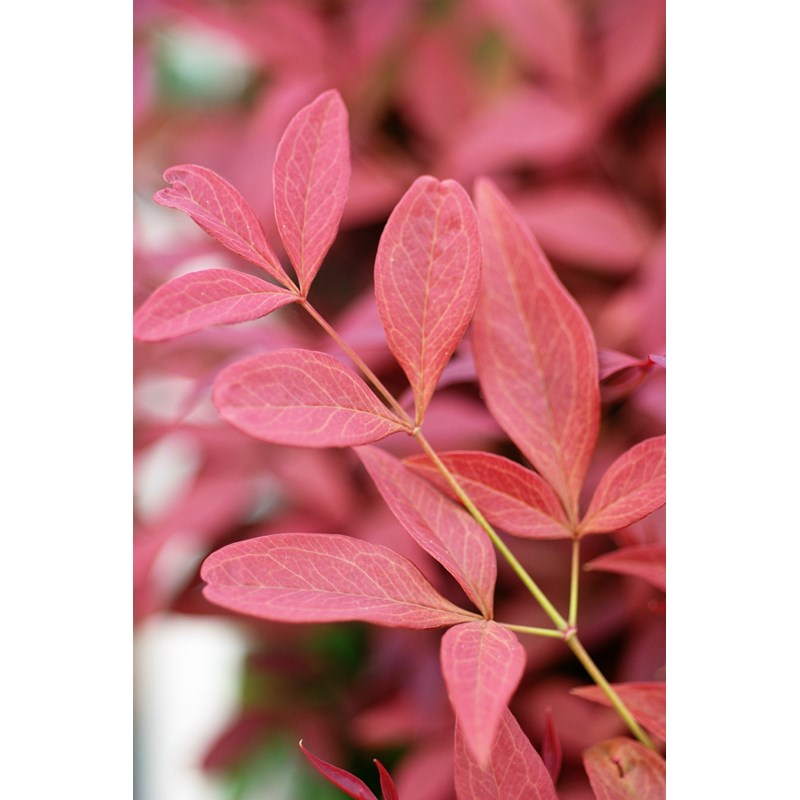Roué Pépinières - Bambou sacré 'obssessed ? Seika' taille du pot - en pot de 3 litres