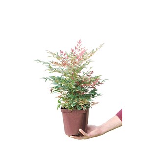 Bambou sacré 'obssessed ? Seika' taille