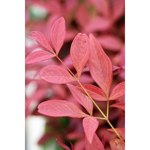 Bambou sacré 'obssessed ? Seika' taille du pot - en pot de 5 litres