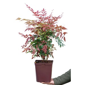 Bambou sacré 'obssessed ? Seika' taille