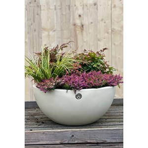 Bambou sacré 'obssessed ? Seika' taille