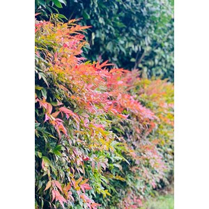 Bambou sacré 'obssessed ? Seika' taille