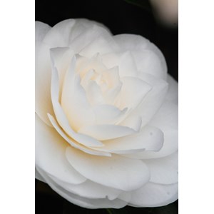 Camélia 'alba plena' taille du pot - en pot de 4 litres (hauteur 30&nbsp;40 cm)