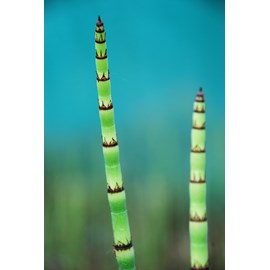 Prêle japonaise taille du pot - en pot