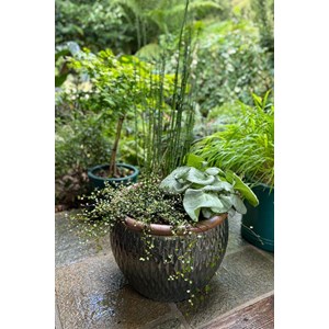 Prêle japonaise taille du pot - en pot