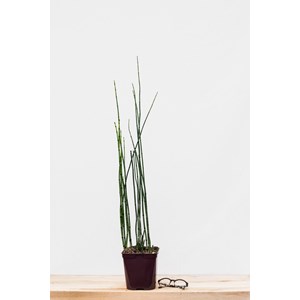 Prêle japonaise taille du pot - en pot