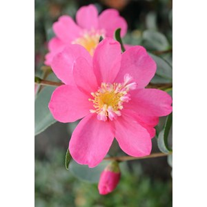 Camélia 'belinda' taille du pot - en po