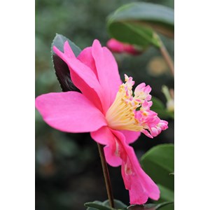 Camélia 'belinda' taille du pot - en po