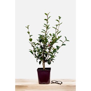 Camélia 'belinda' taille du pot - en po