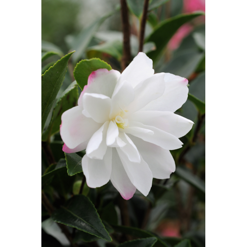 Camélia 'blush' taille du pot - en pot de 4 litres