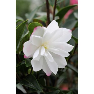 Camélia 'blush' taille du pot - en pot